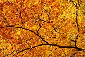 Customize the survey experience with branching paths in Dynamics 365 Customer Voice