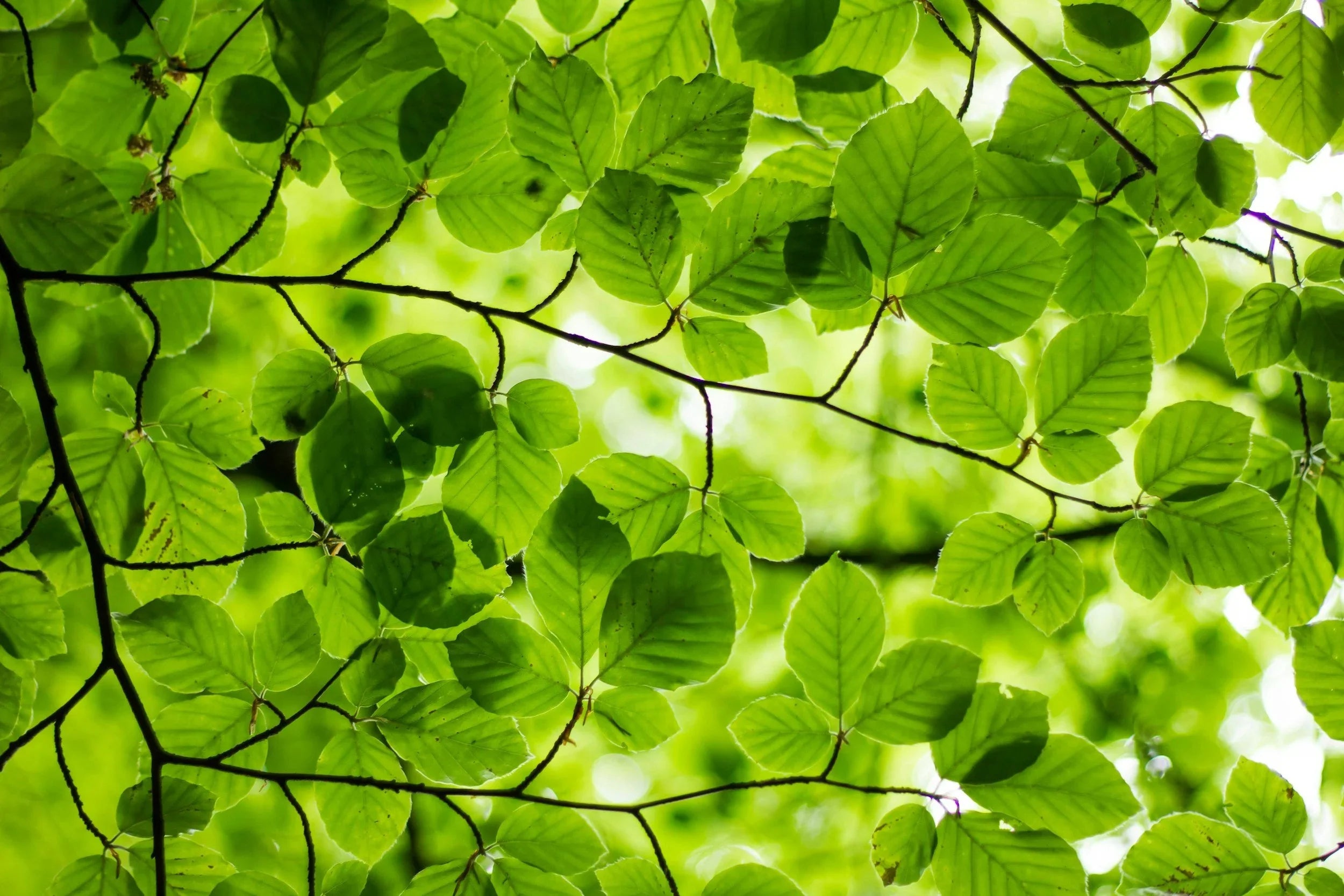Green leaves on a tree growing from the branches. 