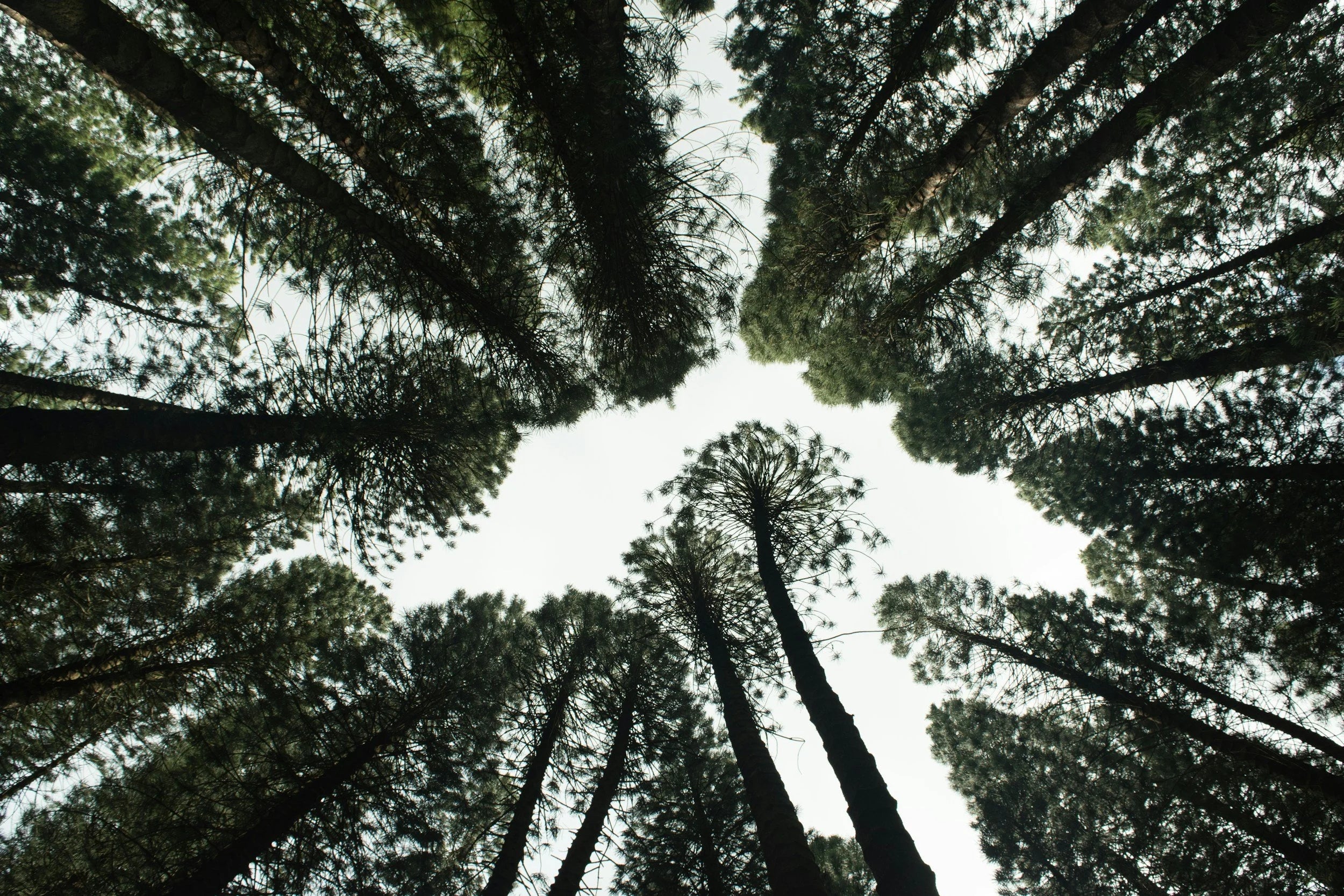 Tree's growing towards the sky