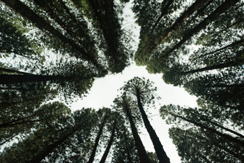 Tree's growing towards the sky